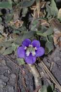 Image of Aptosimum decumbens Schinz