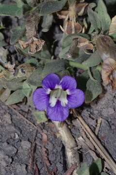 Aptosimum decumbens Schinz resmi