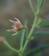 Image of Hermannia eenii Baker