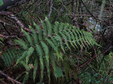 Image of Polystichum pungens (Kaulf.) C. Presl