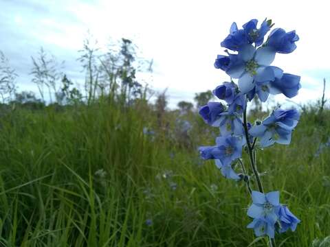 صورة Polemonium acutiflorum Willd. ex Roem. & Schult.