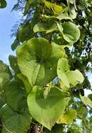 Image of Dioscorea sambiranensis subsp. sambiranensis