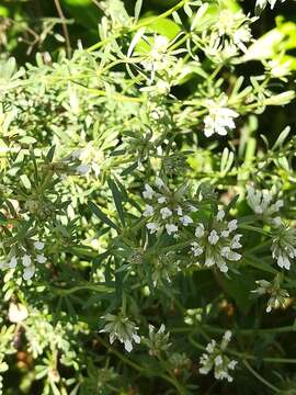 Image de Dorycnium pentaphyllum subsp. germanicum (Gremli) Gams