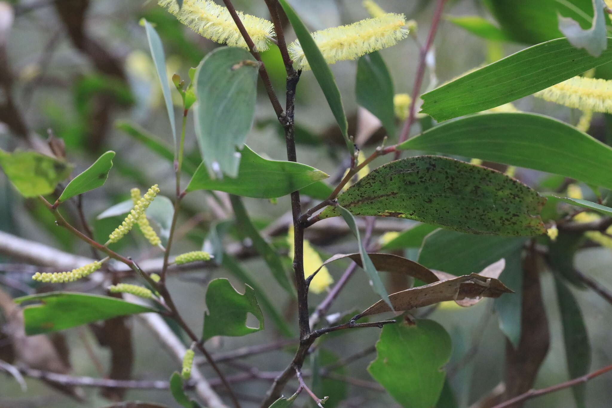 Imagem de Acacia blakei subsp. diphylla (Tindale) Pedley