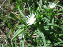 Imagem de Delosperma herbeum (N. E. Br.) N. E. Br.