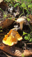 Image of Chanterelle