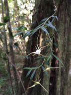 Image of Angraecum conchiferum Lindl.