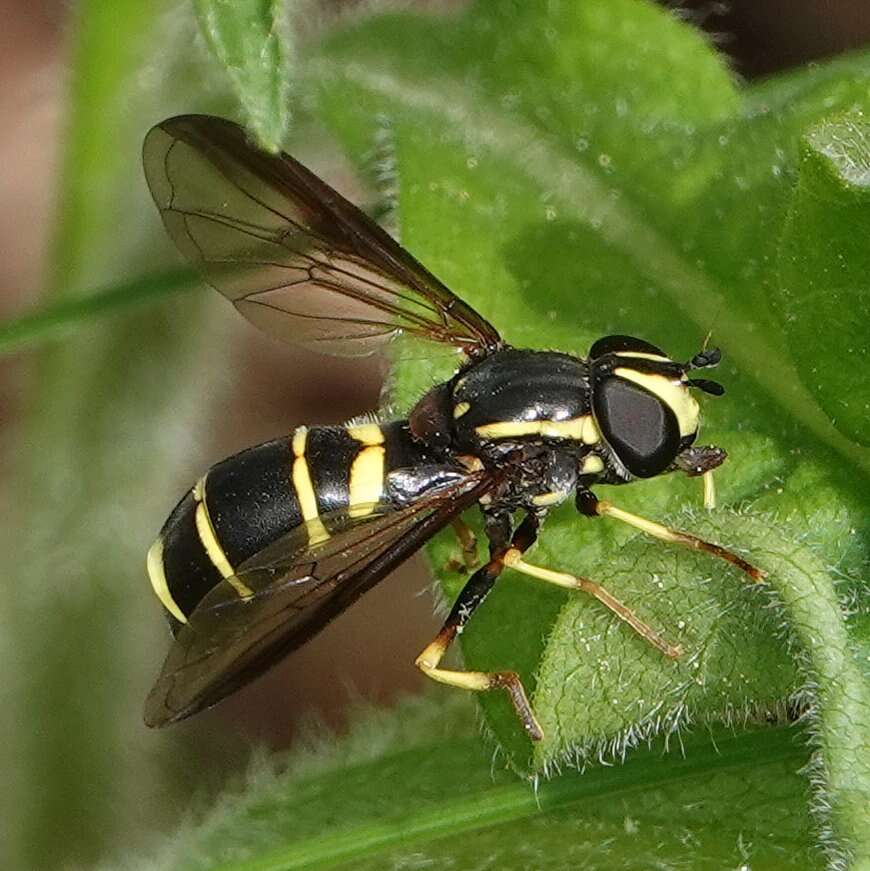 صورة Doros aequalis Loew 1863