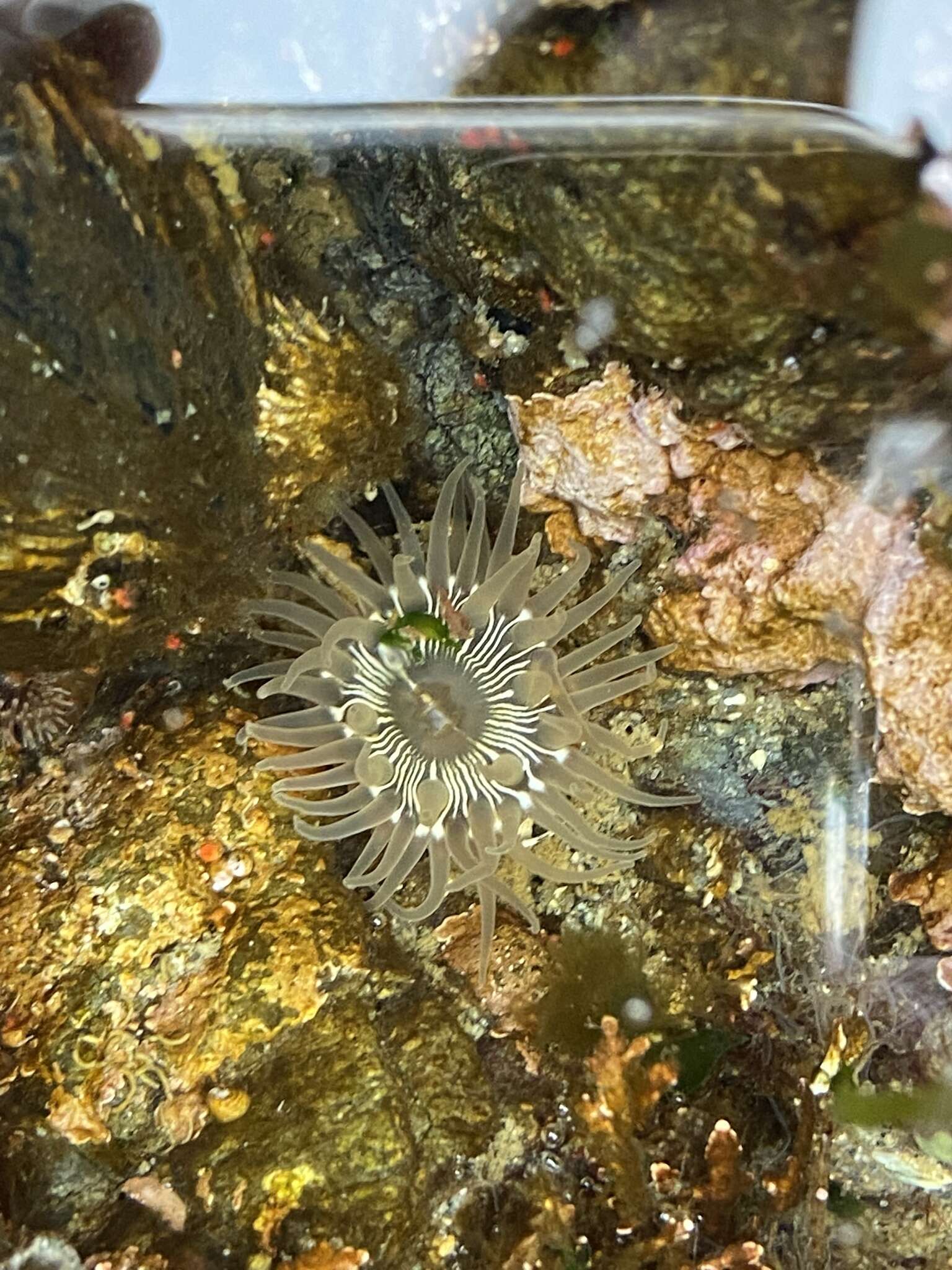 Image of incubating anemone