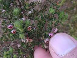 Image of Erica hirtiflora Curt.