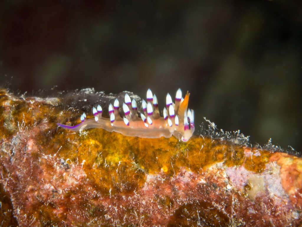 Image of Whitetip purple cerrata pink slug