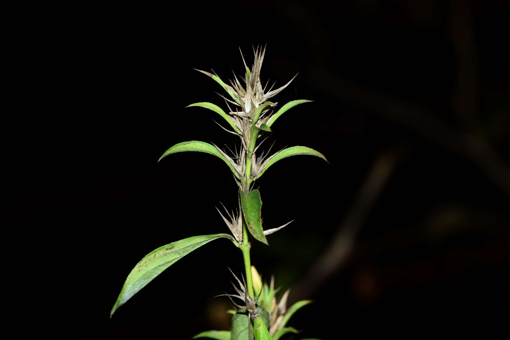 Image of porcupine flower