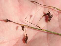 Image of Loose-flowered alpine sedge