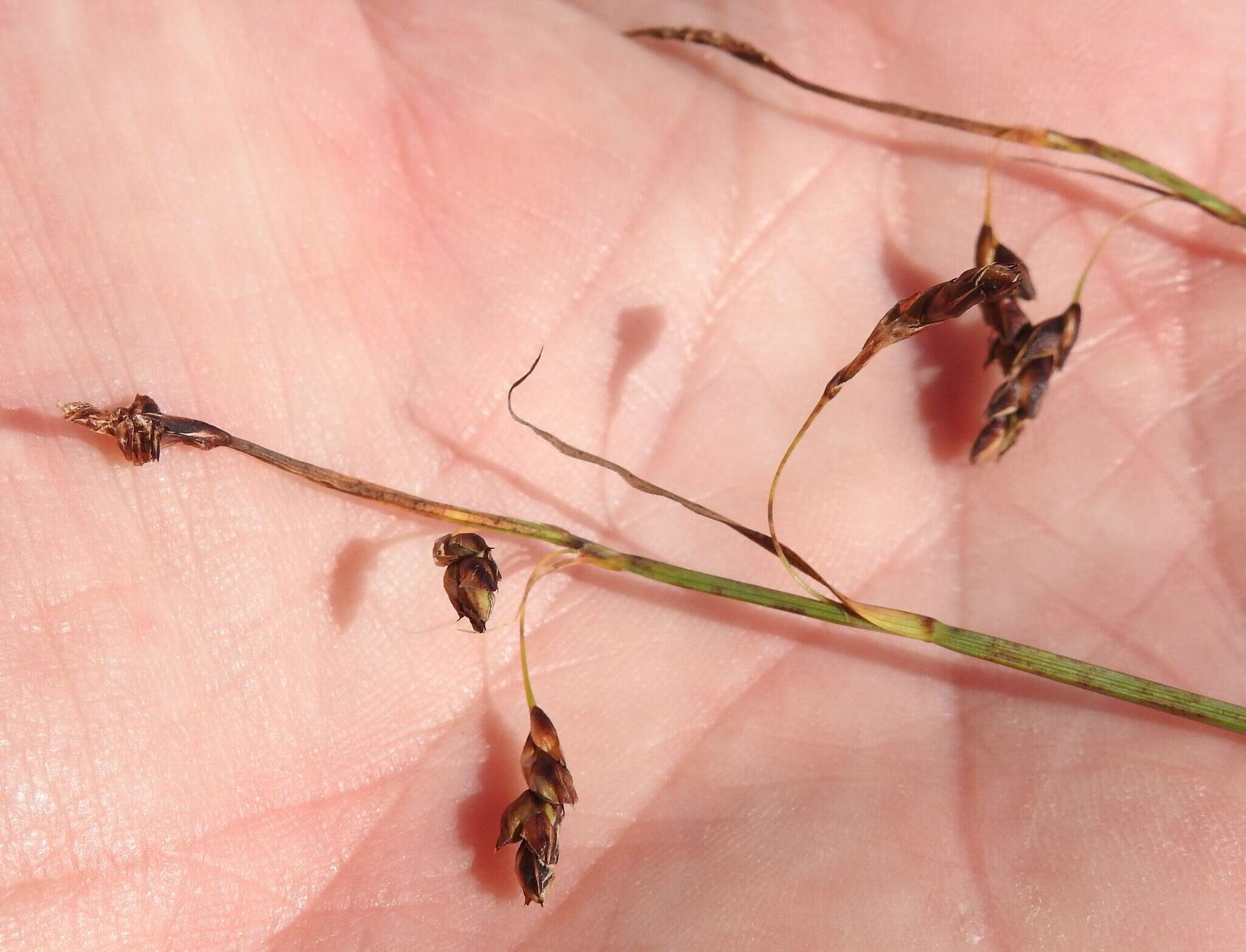 Image of Loose-flowered alpine sedge