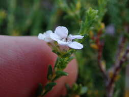 Image of Euchaetis albertiniana I. J. M. Williams