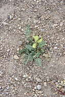 Image of Kennedy's milkvetch