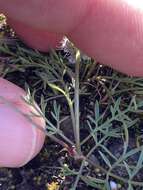 Image de Lomatium gormanii (T. J. Howell) Coult. & Rose