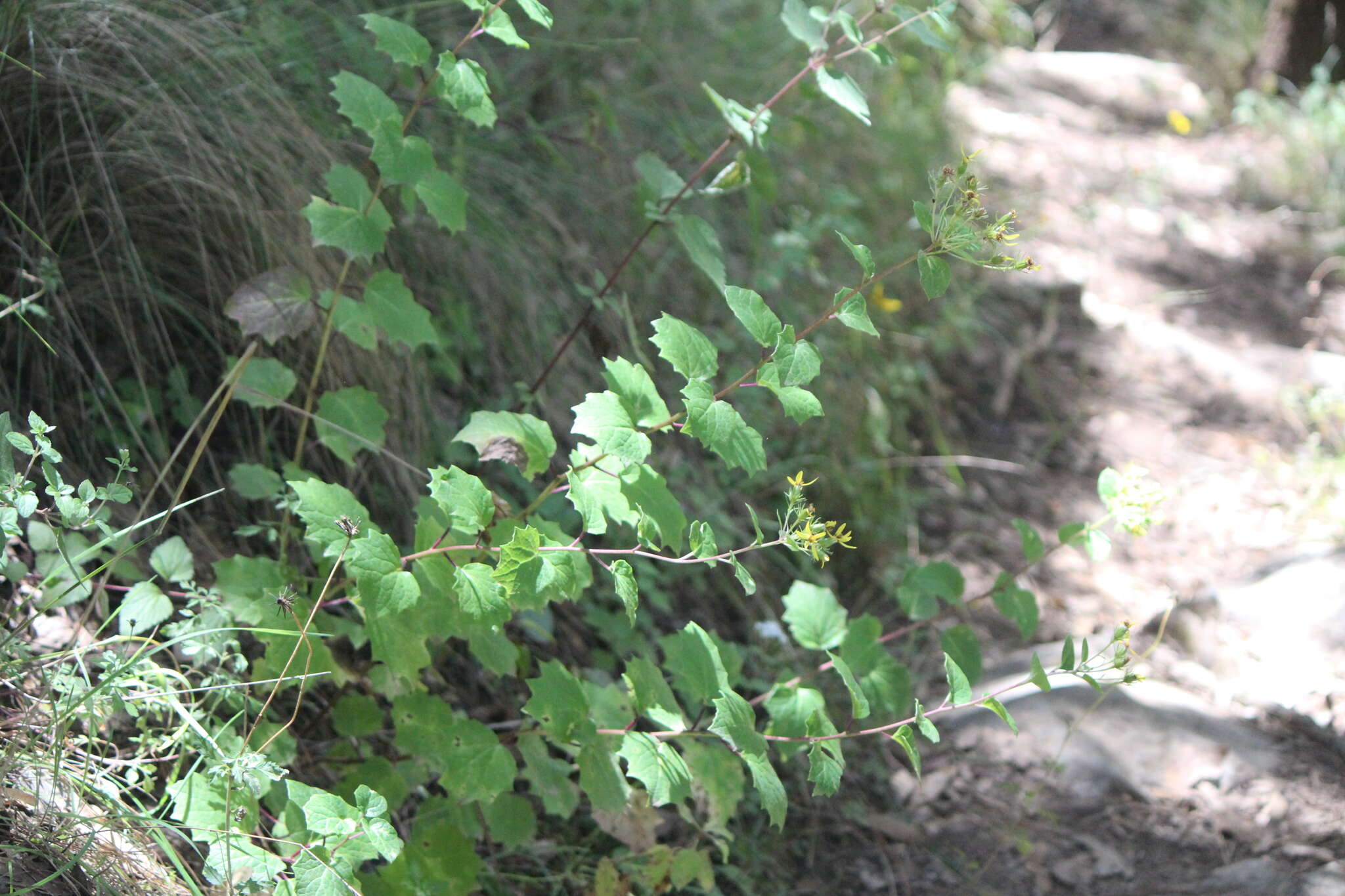 Image of Roldana reticulata (DC.) H. Rob. & Brettell