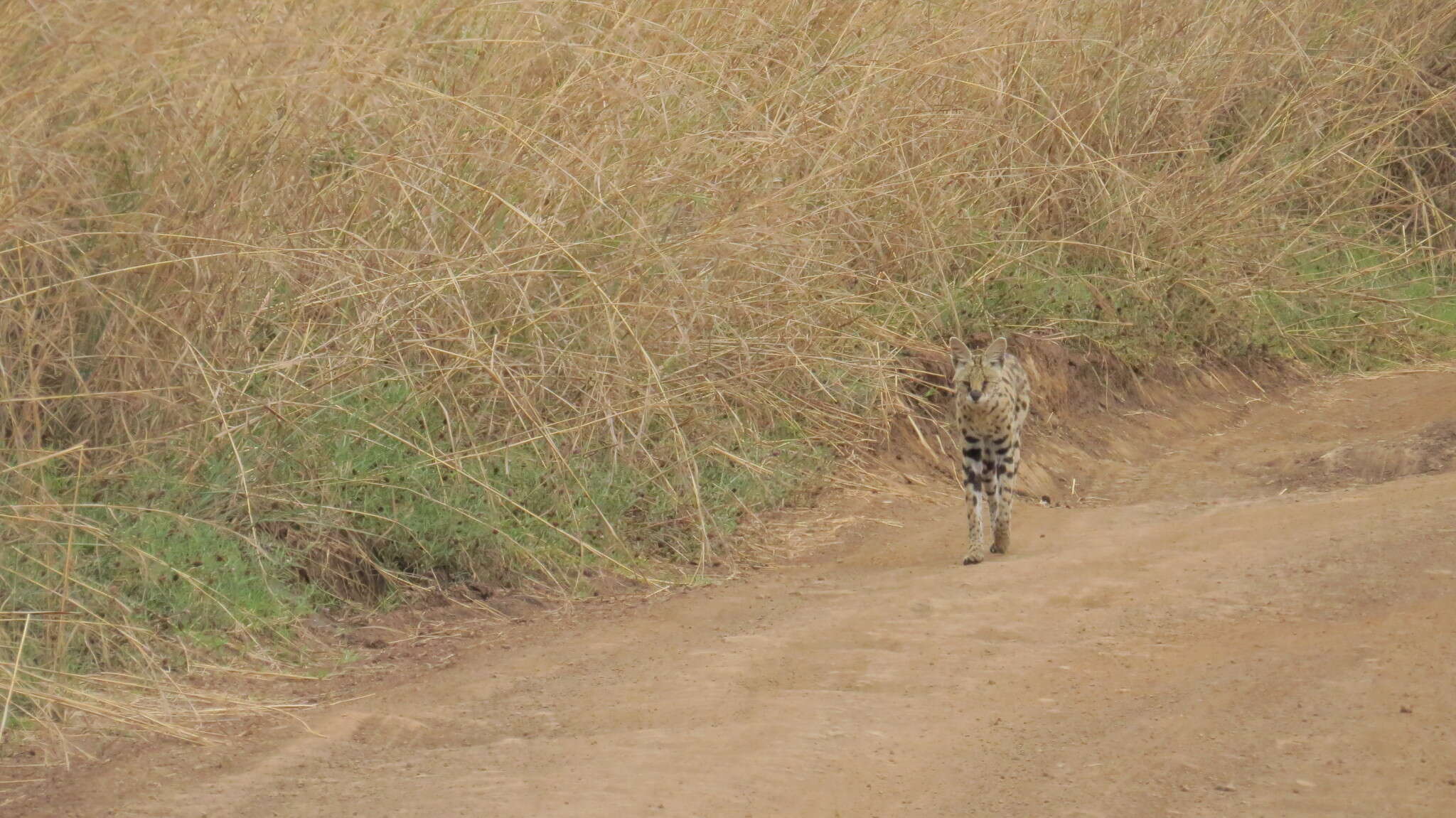 صورة Leptailurus Severtzov 1858