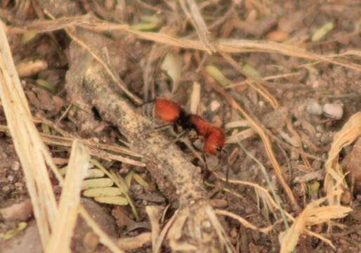 Image of Invreiella chihuahuensis Waldren 2020