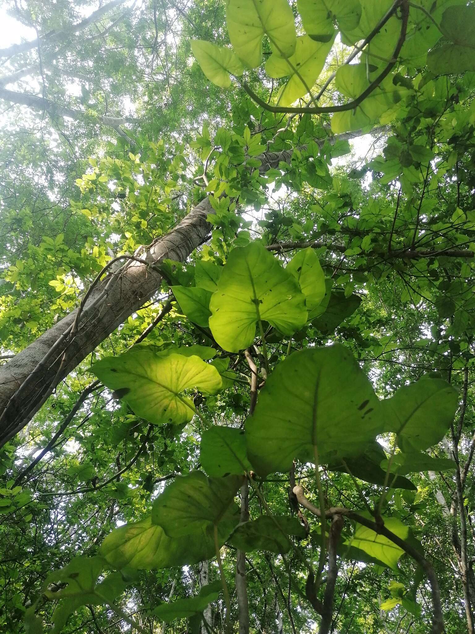 Philodendron jacquinii Schott的圖片