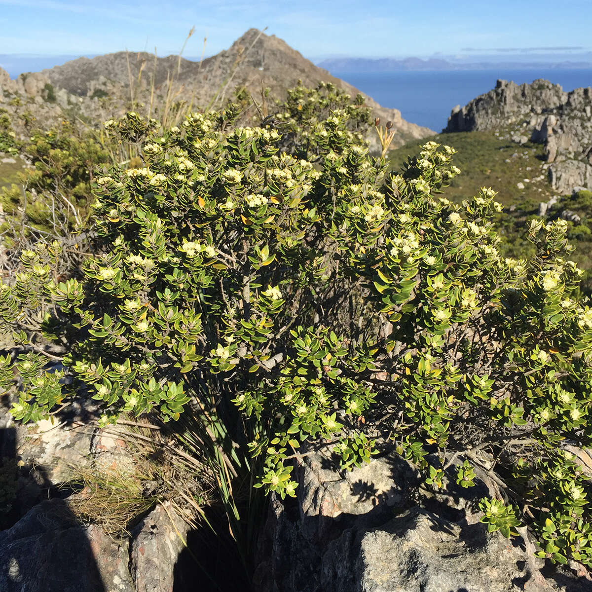 Image of Phylica buxifolia L.