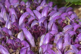 Image of Lathraea clandestina L.