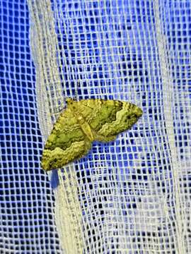 Image of beech-green carpet