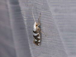 Image of Argyresthia brockeella Hübner 1805