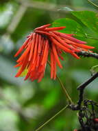 Imagem de Erythrina rubrinervia Kunth