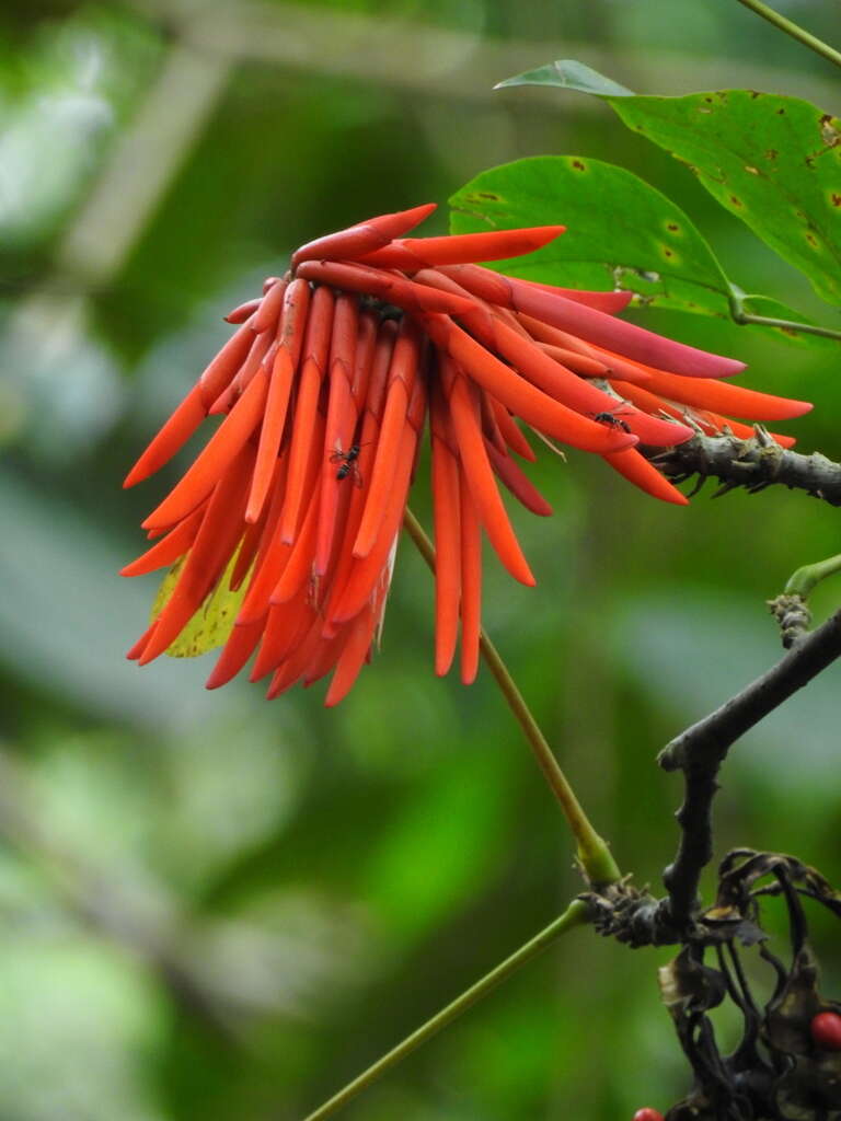 Imagem de Erythrina rubrinervia Kunth