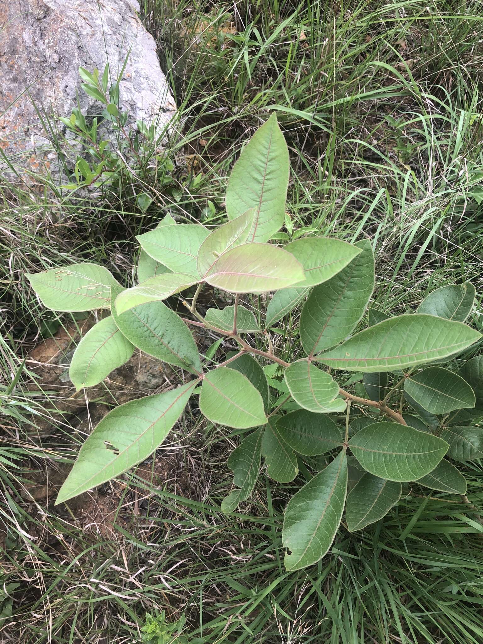 Searsia tumulicola var. meeuseana (R. Fern. & A. Fern.) Moffett resmi