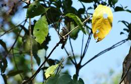 Image of Fine-barred Piculet