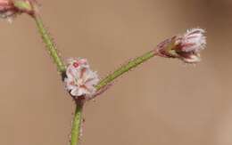 Image of unarmed buckwheat