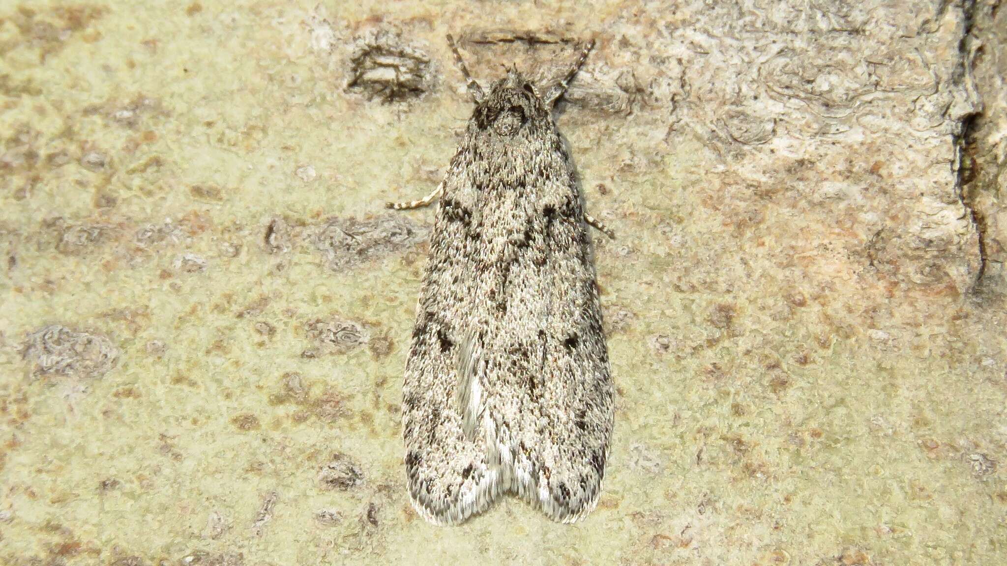 Image of Dull Flatbody Moth