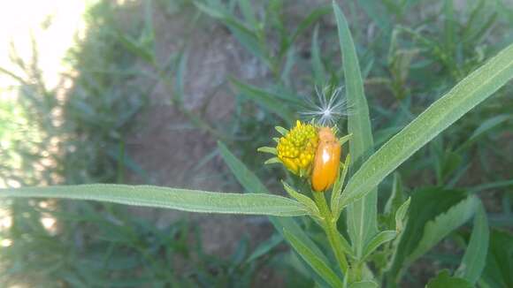 Plancia ëd Pascalia glauca Ortega