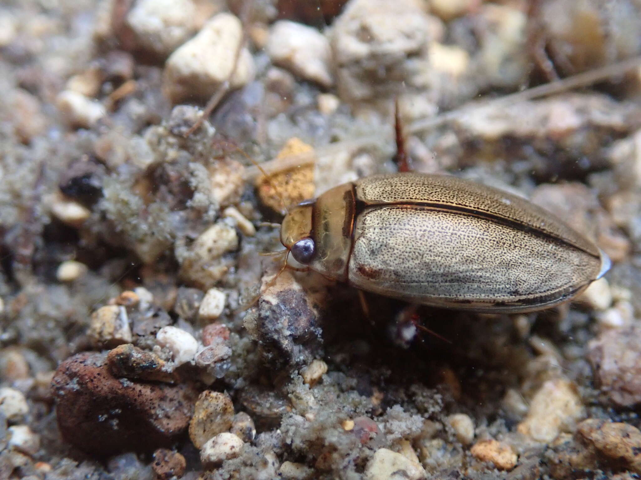 Plancia ëd Hydaticus (Prodaticus) rhantoides Sharp 1882