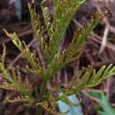 Image of Sceptridium daucifolium (Wall. ex Hook. & Greville) Lyon