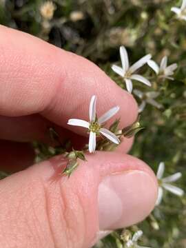 Image of Meadow Valley sandwort