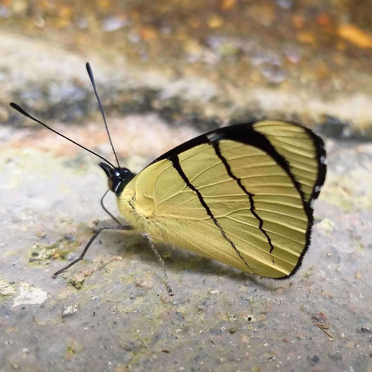 Perisama oppelii Latreille 1811的圖片