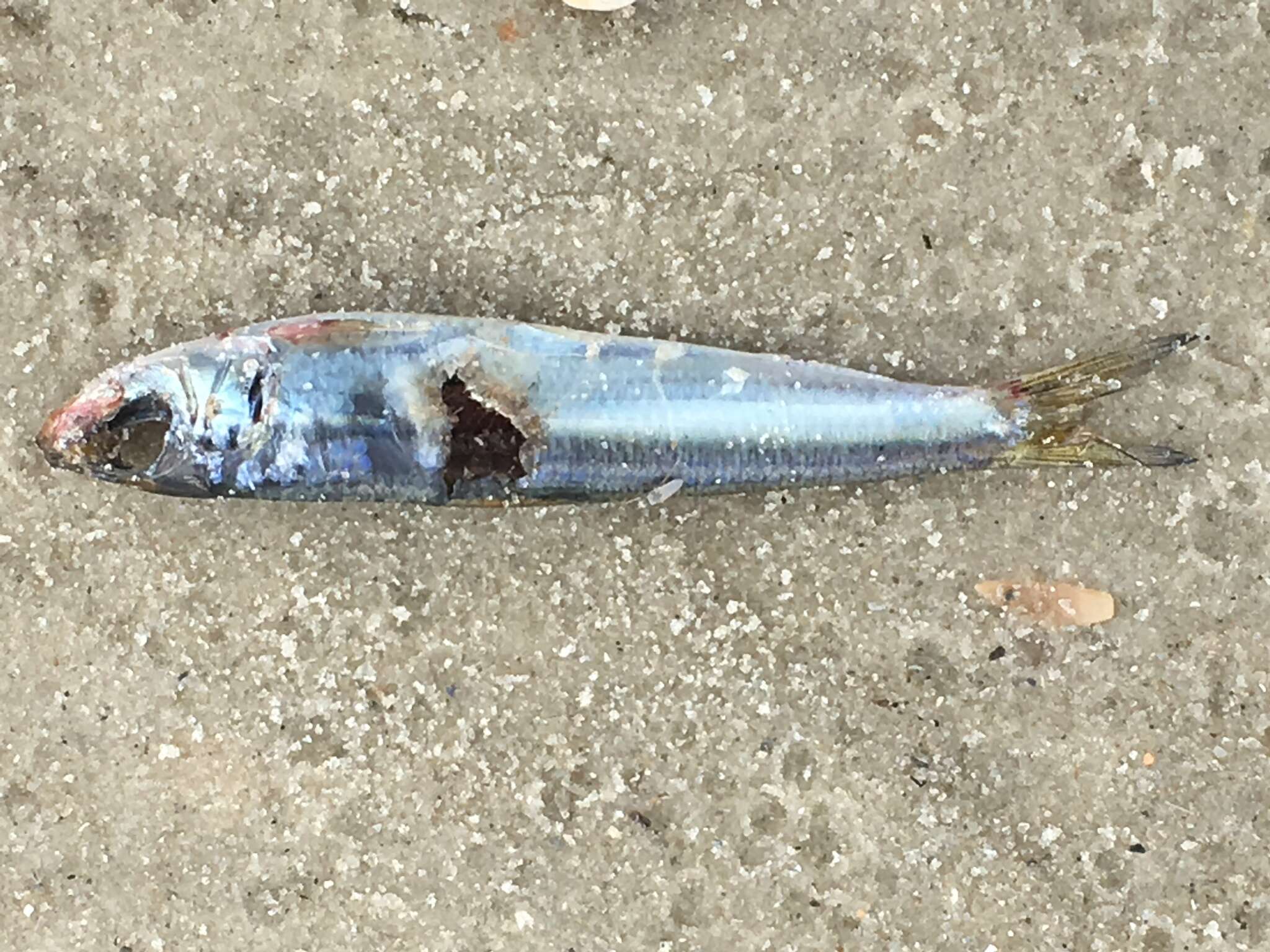 Image of Skipjack Herring