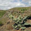 Image de Phlomoides karatavica (Pavlov) Lazkov & Sennikov