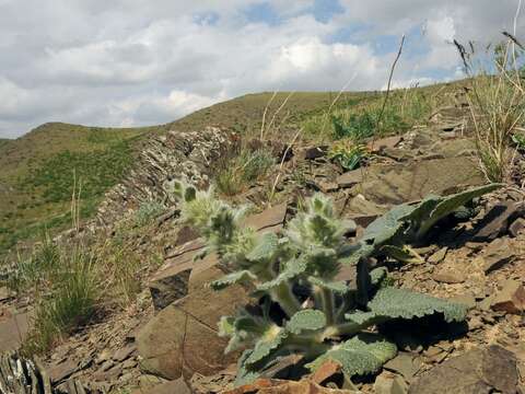 Image of Phlomoides karatavica (Pavlov) Lazkov & Sennikov