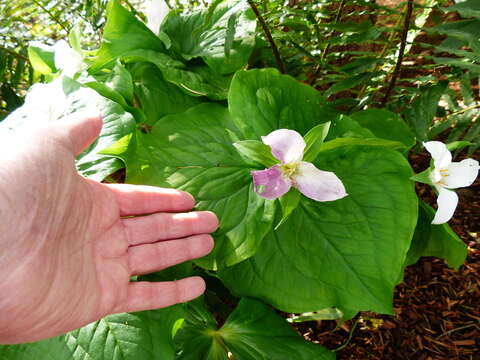 Image de Trillium ovatum var. ovatum