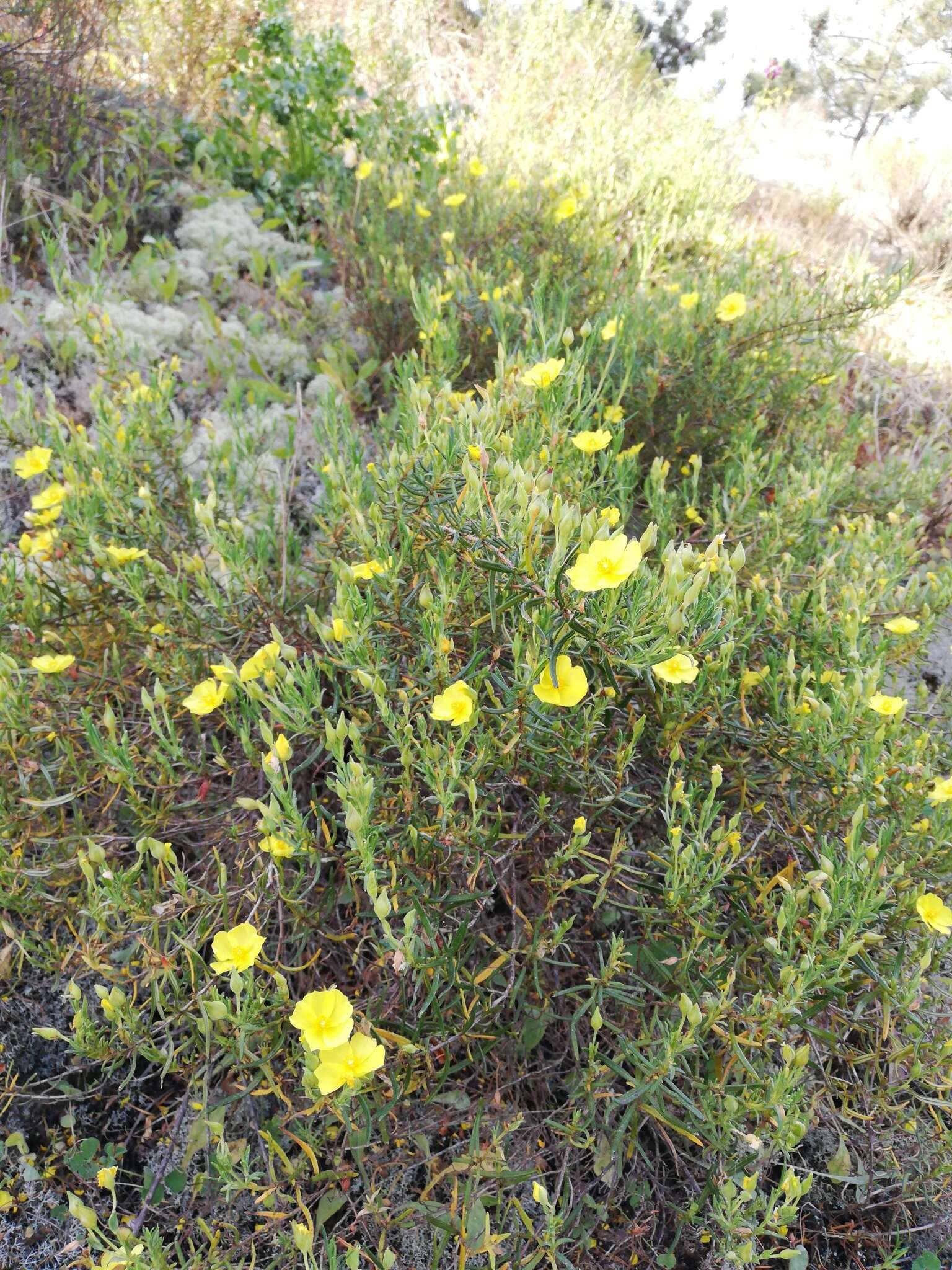 Image of Yellow Rock Rose