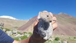 Image of Silver Mountain Vole