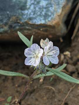 Image of Siskiyou phacelia