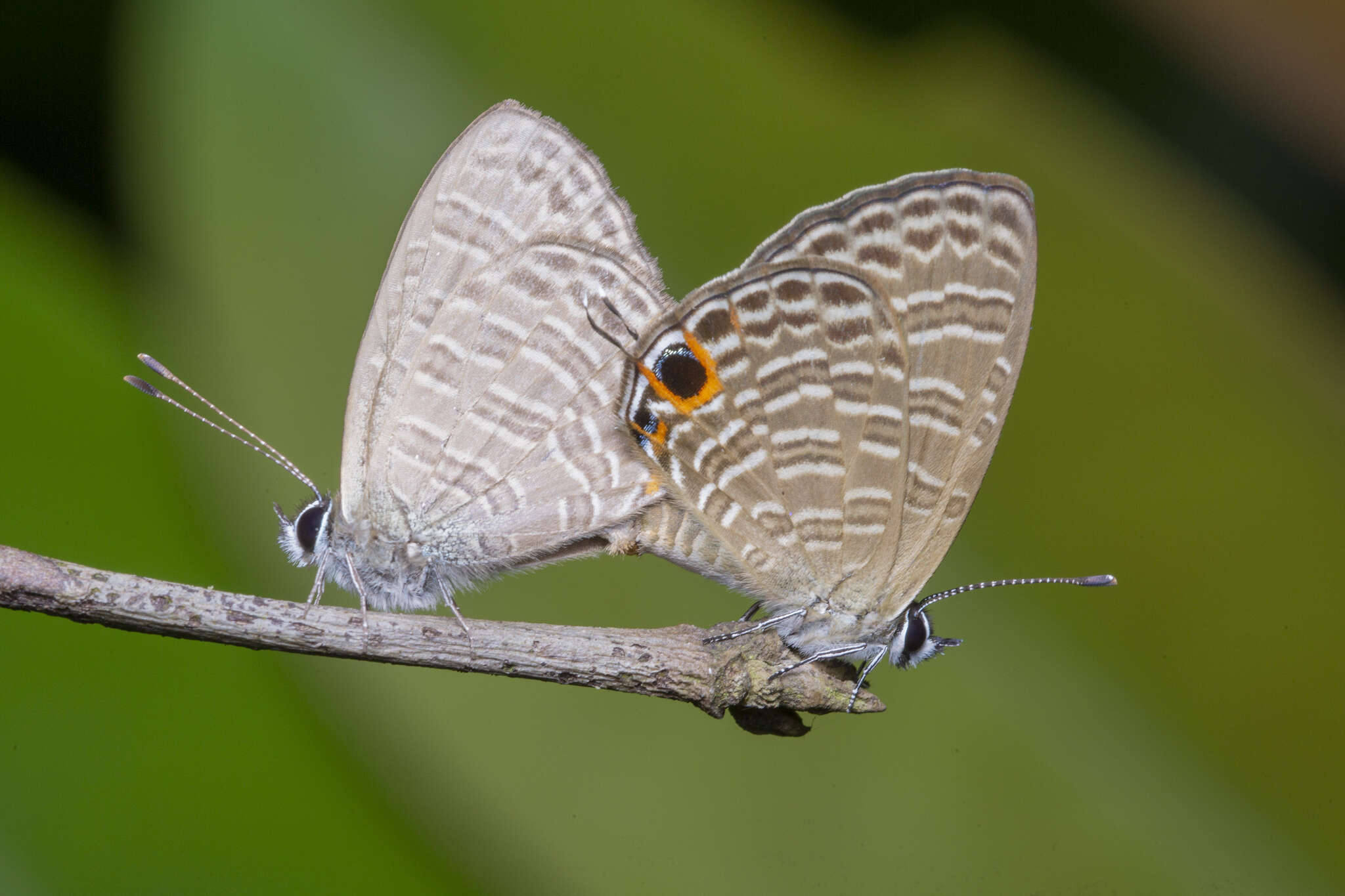 Sivun Nacaduba calauria (C. Felder 1860) kuva