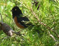 Image of Pipilo erythrophthalmus alleni Coues 1871