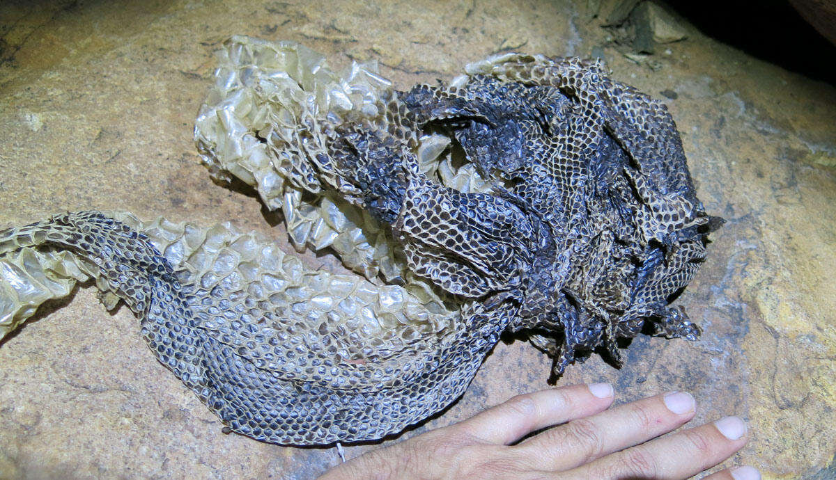 Image of Southern African Python